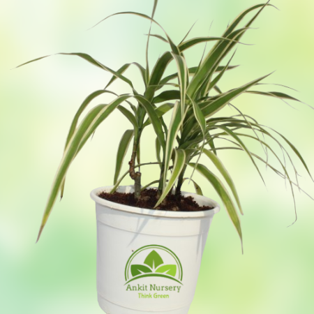 Dracaena Plant With Pot - Home -  - Corporate Office - Plants On Rent - Best Plant Nursery in Noida - Indoor Plants - Vertical G