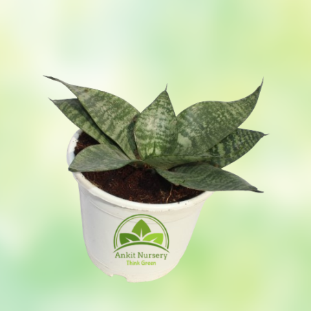 Dwarf Snake Plant - Home -  - Corporate Office - Plants On Rent - Best Plant Nursery in Noida - Indoor Plants - Vertical Garden 