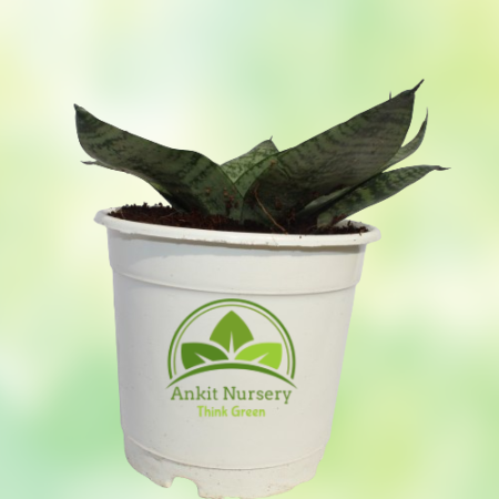 Dwarf Snake Plant - Home -  - Corporate Office - Plants On Rent - Best Plant Nursery in Noida - Indoor Plants - Vertical Garden 