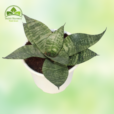 Dwarf Snake Plant - Home -  - Corporate Office - Plants On Rent - Best Plant Nursery in Noida - Indoor Plants - Vertical Garden 