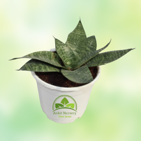 Dwarf Snake Plant - Home -  - Corporate Office - Plants On Rent - Best Plant Nursery in Noida - Indoor Plants - Vertical Garden 