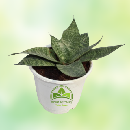 Dwarf Snake Plant - Home -  - Corporate Office - Plants On Rent - Best Plant Nursery in Noida - Indoor Plants - Vertical Garden 