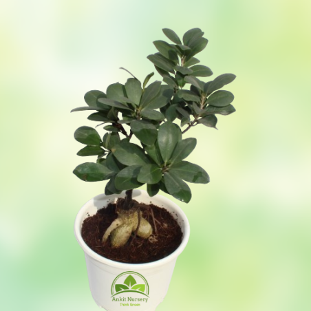 Ficus Long Island Small Plant - Home -  - Corporate Office - Plants On Rent - Best Plant Nursery in Noida - Indoor Plants - Vert