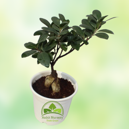 Ficus Long Island Small Plant - Home -  - Corporate Office - Plants On Rent - Best Plant Nursery in Noida - Indoor Plants - Vert