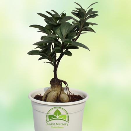 Ficus Long Island Small Plant - Home -  - Corporate Office - Plants On Rent - Best Plant Nursery in Noida - Indoor Plants - Vert