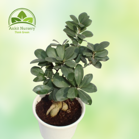 Ficus Long Island Small Plant - Home -  - Corporate Office - Plants On Rent - Best Plant Nursery in Noida - Indoor Plants - Vert