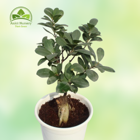 Ficus Long Island Small Plant - Home -  - Corporate Office - Plants On Rent - Best Plant Nursery in Noida - Indoor Plants - Vert