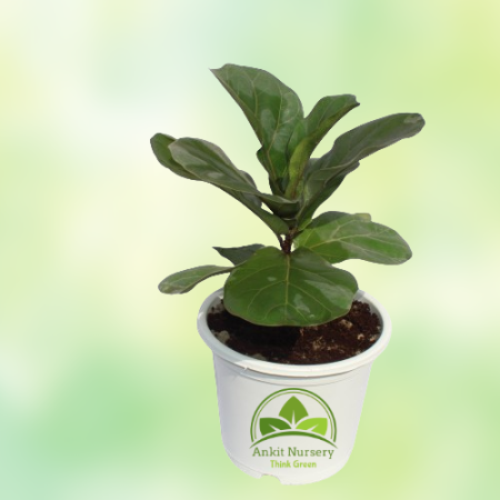 Fiddle Leaf Fig Plant (Ficus Lyrata) - Home -  - Corporate Office - Plants On Rent - Best Plant Nursery in Noida - Indoor Plants