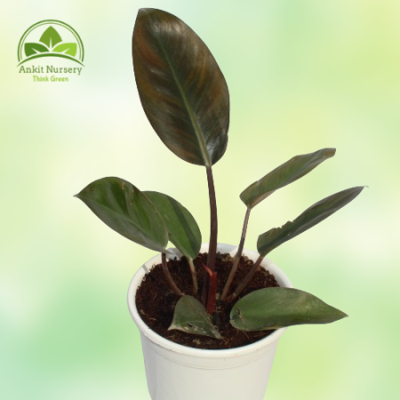 Philodendron Florida Plant - Home -  - Corporate Office - Plants On Rent - Best Plant Nursery in Noida - Indoor Plants - Vertica