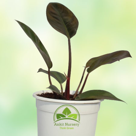 Philodendron Florida Plant - Home -  - Corporate Office - Plants On Rent - Best Plant Nursery in Noida - Indoor Plants - Vertica