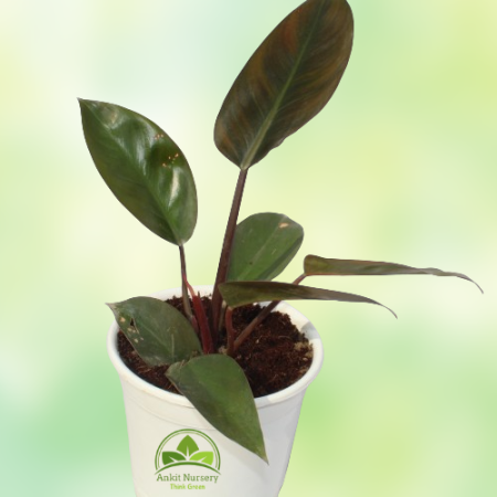 Philodendron Florida Plant - Home -  - Corporate Office - Plants On Rent - Best Plant Nursery in Noida - Indoor Plants - Vertica