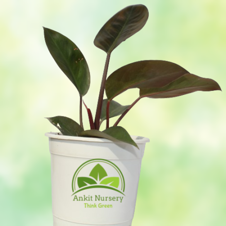 Philodendron Florida Plant - Home -  - Corporate Office - Plants On Rent - Best Plant Nursery in Noida - Indoor Plants - Vertica