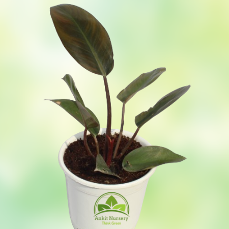 Philodendron Florida Plant - Home -  - Corporate Office - Plants On Rent - Best Plant Nursery in Noida - Indoor Plants - Vertica