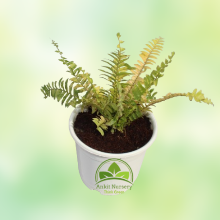 Golden Fern Plant - Home -  - Corporate Office - Plants On Rent - Best Plant Nursery in Noida - Indoor Plants - Vertical Garden 