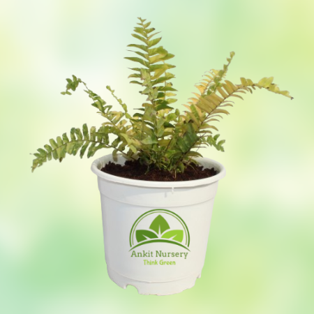 Golden Fern Plant - Home -  - Corporate Office - Plants On Rent - Best Plant Nursery in Noida - Indoor Plants - Vertical Garden 