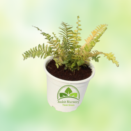 Golden Fern Plant - Home -  - Corporate Office - Plants On Rent - Best Plant Nursery in Noida - Indoor Plants - Vertical Garden 