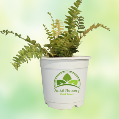 Golden Fern Plant - Home -  - Corporate Office - Plants On Rent - Best Plant Nursery in Noida - Indoor Plants - Vertical Garden 