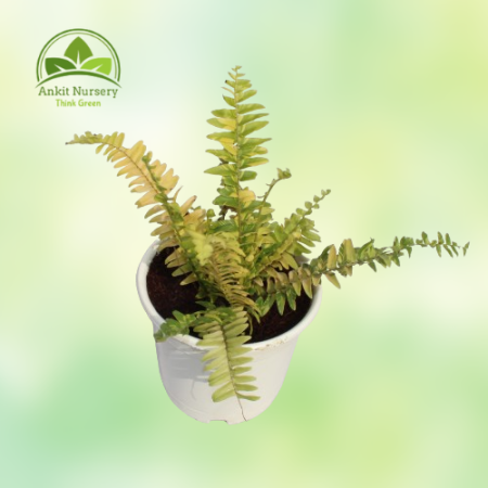 Golden Fern Plant - Home -  - Corporate Office - Plants On Rent - Best Plant Nursery in Noida - Indoor Plants - Vertical Garden 