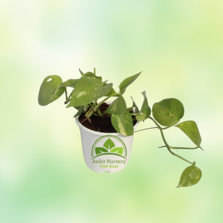 Golden Money Plant - Home -  - Corporate Office - Plants On Rent - Best Plant Nursery in Noida - Indoor Plants - Vertical Garden