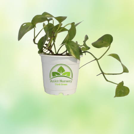 Golden Money Plant - Home -  - Corporate Office - Plants On Rent - Best Plant Nursery in Noida - Indoor Plants - Vertical Garden