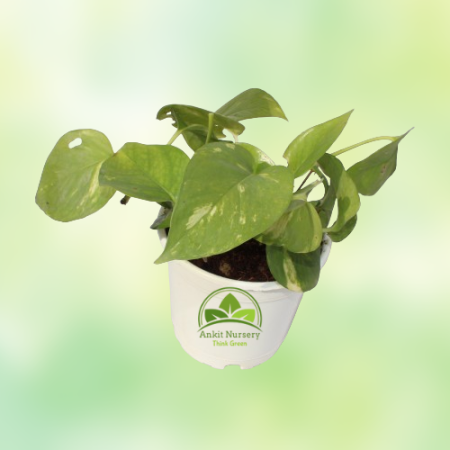 Golden Money Plant - Home -  - Corporate Office - Plants On Rent - Best Plant Nursery in Noida - Indoor Plants - Vertical Garden