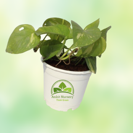 Golden Money Plant - Home -  - Corporate Office - Plants On Rent - Best Plant Nursery in Noida - Indoor Plants - Vertical Garden