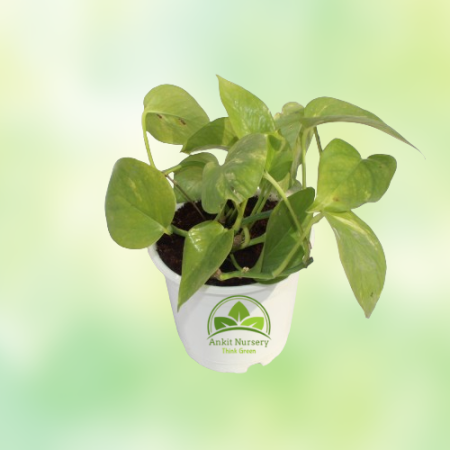 Golden Money Plant - Home -  - Corporate Office - Plants On Rent - Best Plant Nursery in Noida - Indoor Plants - Vertical Garden