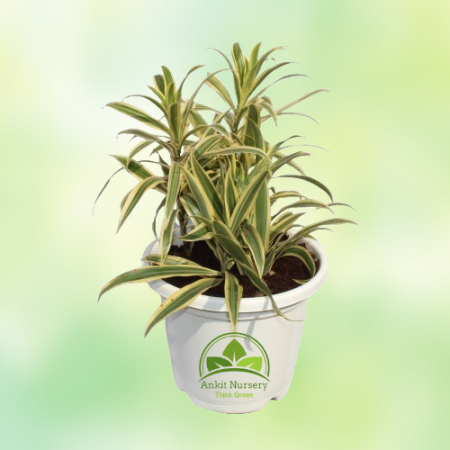 Golden Song Of India Plant - Home -  - Corporate Office - Plants On Rent - Best Plant Nursery in Noida - Indoor Plants - Vertica