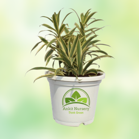 Golden Song Of India Plant - Home -  - Corporate Office - Plants On Rent - Best Plant Nursery in Noida - Indoor Plants - Vertica