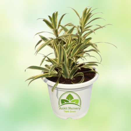 Golden Song Of India Plant - Home -  - Corporate Office - Plants On Rent - Best Plant Nursery in Noida - Indoor Plants - Vertica