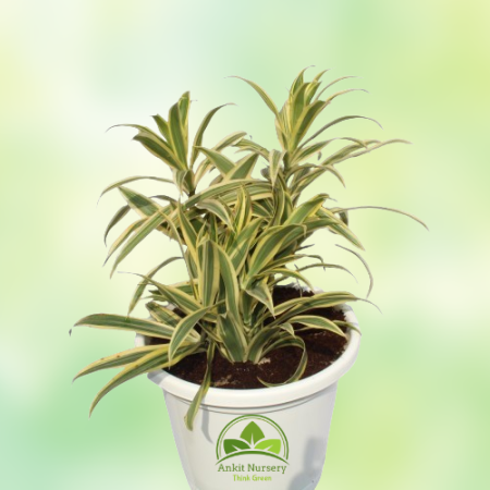 Golden Song Of India Plant - Home -  - Corporate Office - Plants On Rent - Best Plant Nursery in Noida - Indoor Plants - Vertica