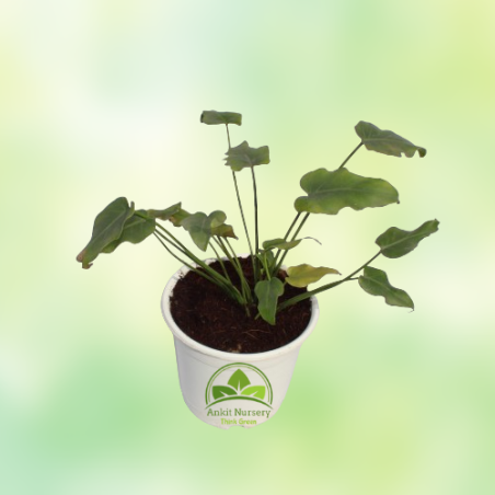 Golden Xanadu Plant - Home -  - Corporate Office - Plants On Rent - Best Plant Nursery in Noida - Indoor Plants - Vertical Garde