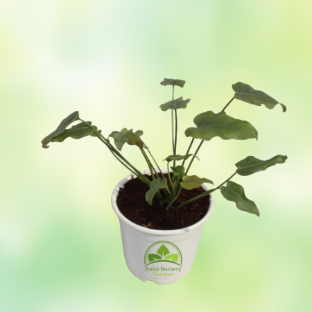 Golden Xanadu Plant - Home -  - Corporate Office - Plants On Rent - Best Plant Nursery in Noida - Indoor Plants - Vertical Garde