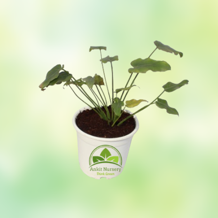 Golden Xanadu Plant - Home -  - Corporate Office - Plants On Rent - Best Plant Nursery in Noida - Indoor Plants - Vertical Garde