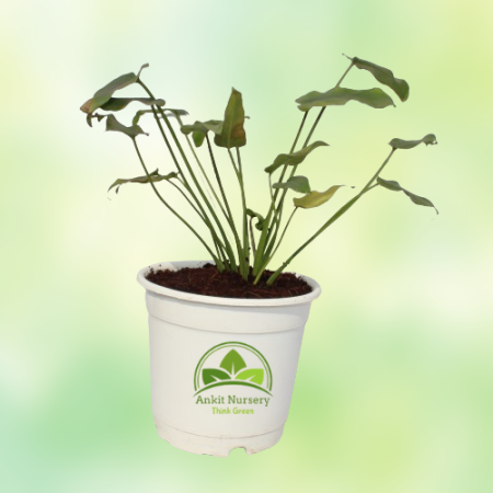 Golden Xanadu Plant - Home -  - Corporate Office - Plants On Rent - Best Plant Nursery in Noida - Indoor Plants - Vertical Garde