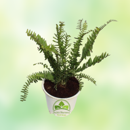 Green Fern Plant - Home -  - Corporate Office - Plants On Rent - Best Plant Nursery in Noida - Indoor Plants - Vertical Garden L