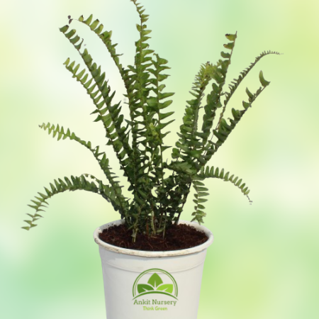 Green Fern Plant - Home -  - Corporate Office - Plants On Rent - Best Plant Nursery in Noida - Indoor Plants - Vertical Garden L