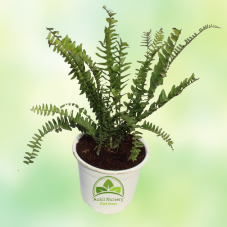 Green Fern Plant - Home -  - Corporate Office - Plants On Rent - Best Plant Nursery in Noida - Indoor Plants - Vertical Garden L