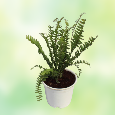 Green Fern Plant - Home -  - Corporate Office - Plants On Rent - Best Plant Nursery in Noida - Indoor Plants - Vertical Garden L