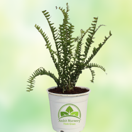 Green Fern Plant - Home -  - Corporate Office - Plants On Rent - Best Plant Nursery in Noida - Indoor Plants - Vertical Garden L