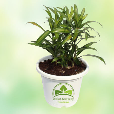 Green Song of India Plant - Home -  - Corporate Office - Plants On Rent - Best Plant Nursery in Noida - Indoor Plants - Vertical