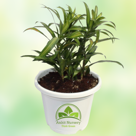 Green Song of India Plant - Home -  - Corporate Office - Plants On Rent - Best Plant Nursery in Noida - Indoor Plants - Vertical