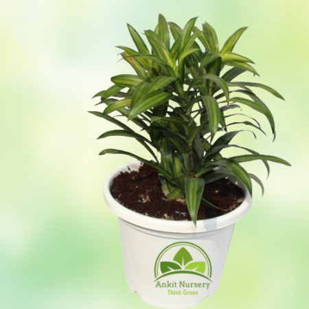 Green Song of India Plant - Home -  - Corporate Office - Plants On Rent - Best Plant Nursery in Noida - Indoor Plants - Vertical