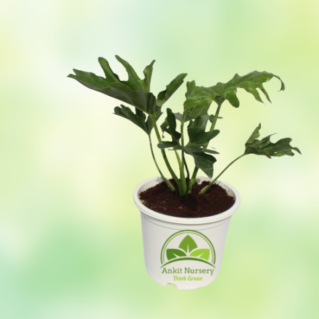 Green Xanadu Seelam Plant - Home -  - Corporate Office - Plants On Rent - Best Plant Nursery in Noida - Indoor Plants - Vertical