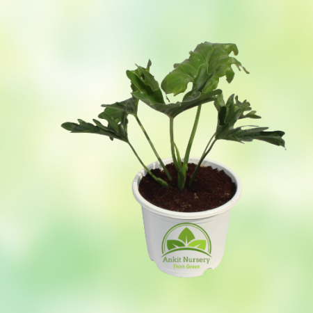 Green Xanadu Seelam Plant - Home -  - Corporate Office - Plants On Rent - Best Plant Nursery in Noida - Indoor Plants - Vertical