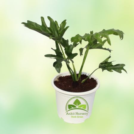 Green Xanadu Seelam Plant - Home -  - Corporate Office - Plants On Rent - Best Plant Nursery in Noida - Indoor Plants - Vertical