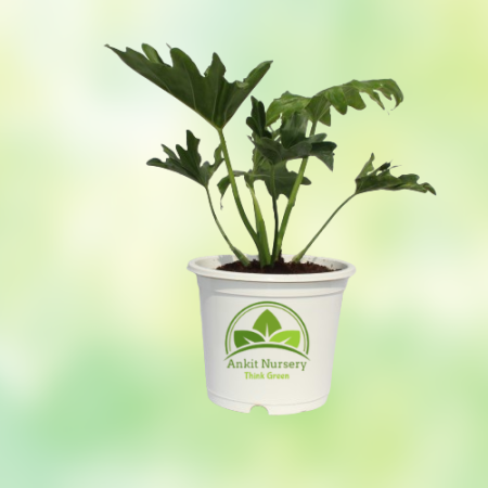 Green Xanadu Seelam Plant - Home -  - Corporate Office - Plants On Rent - Best Plant Nursery in Noida - Indoor Plants - Vertical