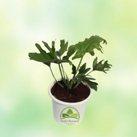 Green Xanadu Seelam Plant - Home -  - Corporate Office - Plants On Rent - Best Plant Nursery in Noida - Indoor Plants - Vertical