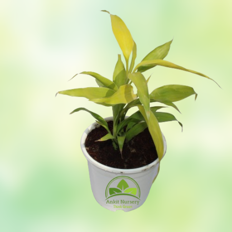 Lucky Bamboo Plant - Home -  - Corporate Office - Plants On Rent - Best Plant Nursery in Noida - Indoor Plants - Vertical Garden