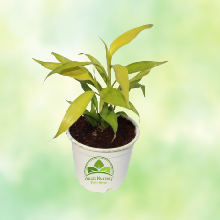 Lucky Bamboo Plant - Home -  - Corporate Office - Plants On Rent - Best Plant Nursery in Noida - Indoor Plants - Vertical Garden